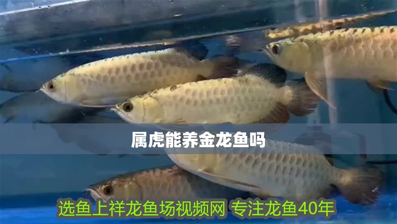 屬虎能養金龍魚嗎