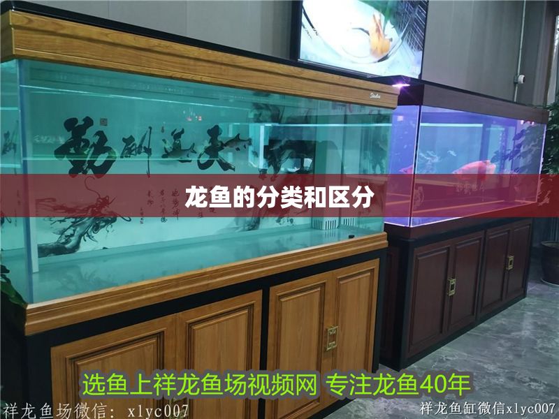龍魚的分類和區(qū)分 龍魚百科 第2張 龍魚的分類和區(qū)分 龍魚的分類和區(qū)分 龍魚百科 第2張