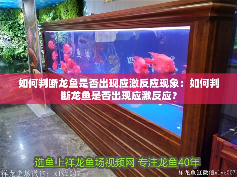 如何判斷龍魚是否出現應激反應現象：如何判斷龍魚是否出現應激反應？