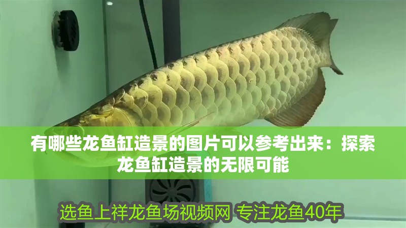 有哪些龍魚缸造景的圖片可以參考出來：探索龍魚缸造景的無限可能