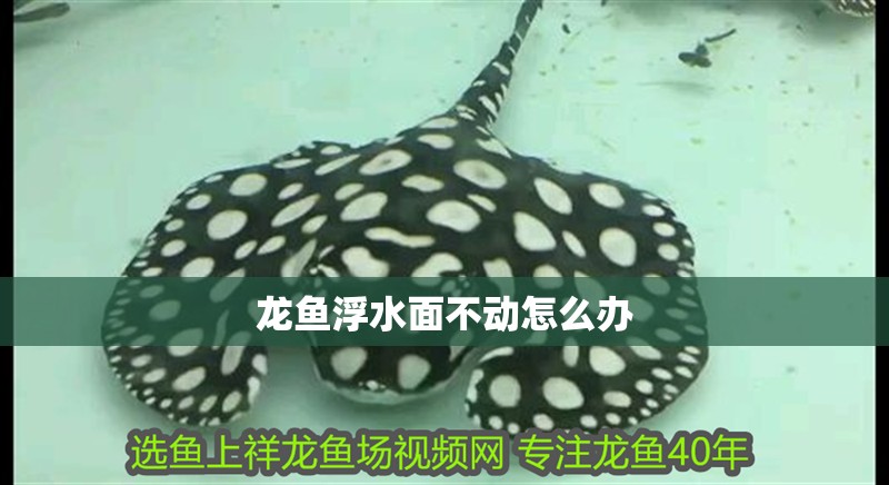龍魚浮水面不動怎么辦