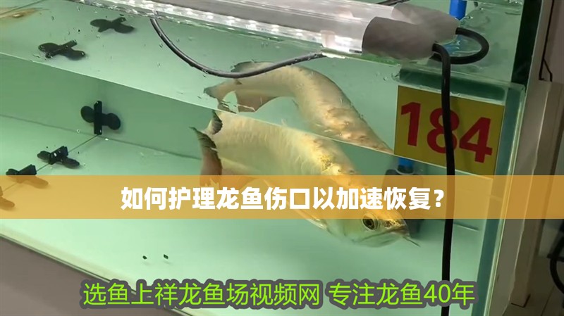 如何護理龍魚傷口以加速恢復？