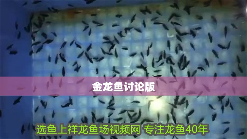 金龍魚討論版