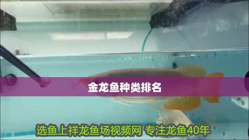 金龍魚種類排名