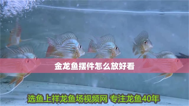 金龍魚(yú)擺件怎么放好看