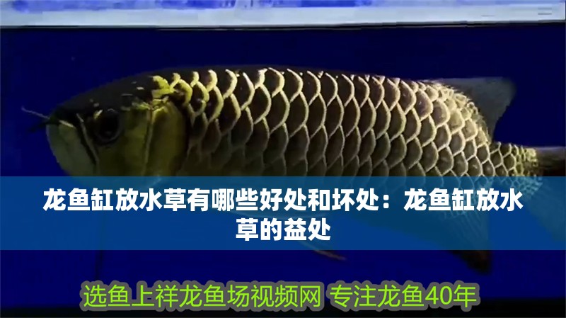 龍魚缸放水草有哪些好處和壞處：龍魚缸放水草的益處
