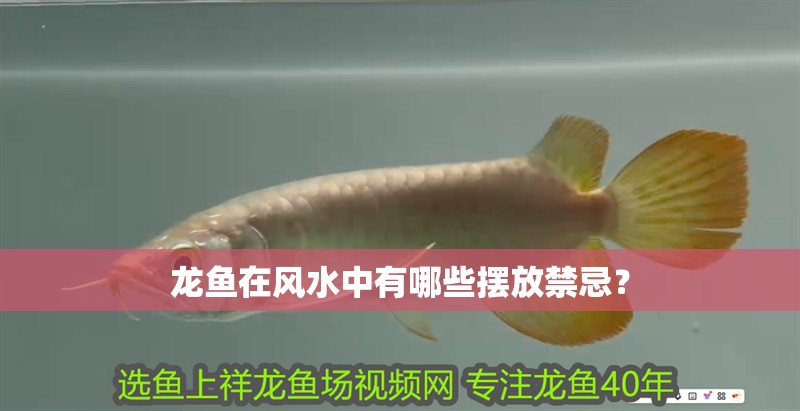 龍魚在風水中有哪些擺放禁忌？