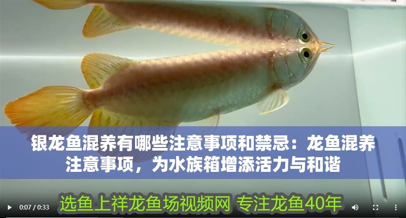 銀龍魚混養有哪些注意事項和禁忌：龍魚混養注意事項，為水族箱增添活力與和諧