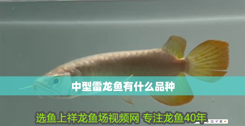 中型雷龍魚有什么品種