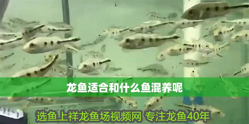 龍魚適合和什么魚混養呢