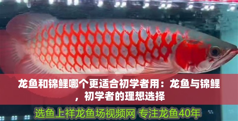 龍魚和錦鯉哪個更適合初學者用：龍魚與錦鯉，初學者的理想選擇