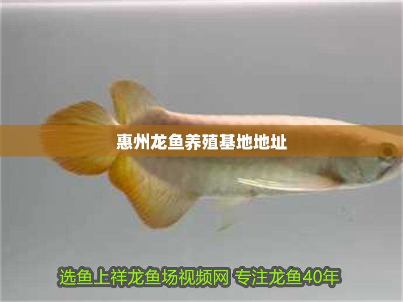 惠州龍魚養殖基地地址