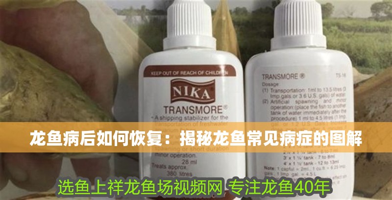 龍魚病后如何恢復：揭秘龍魚常見病癥的圖解