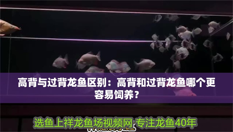 高背與過背龍魚區別：高背和過背龍魚哪個更容易飼養？