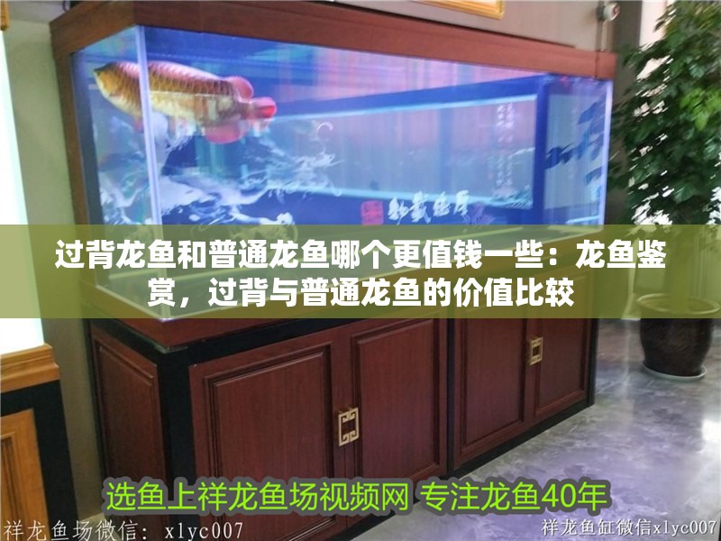 過背龍魚和普通龍魚哪個更值錢一些：龍魚鑒賞，過背與普通龍魚的價值比較