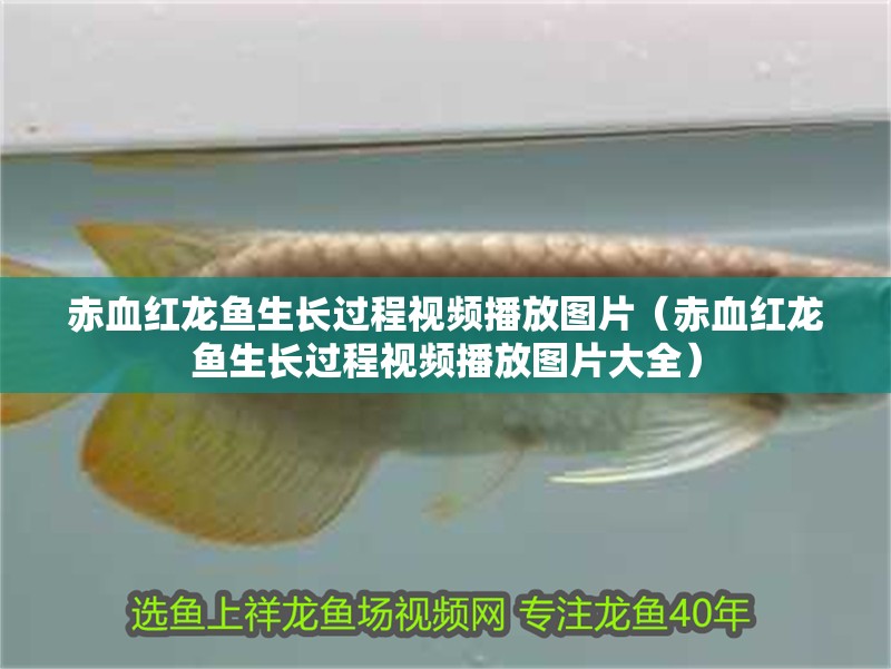 鸚鵡魚和銀龍魚混養怎樣喂食 赤血紅龍魚生長過程視頻播放圖片(赤血紅龍魚生長過程視頻播放圖片大全) 觀賞魚百科 赤血紅龍魚生長過程視頻播放圖片(赤血紅龍魚生長過程視頻播放圖片大全) 赤血紅龍魚生長過程視頻播放圖片(赤血紅龍魚生長過程視頻播放圖片大全) 觀賞魚百科