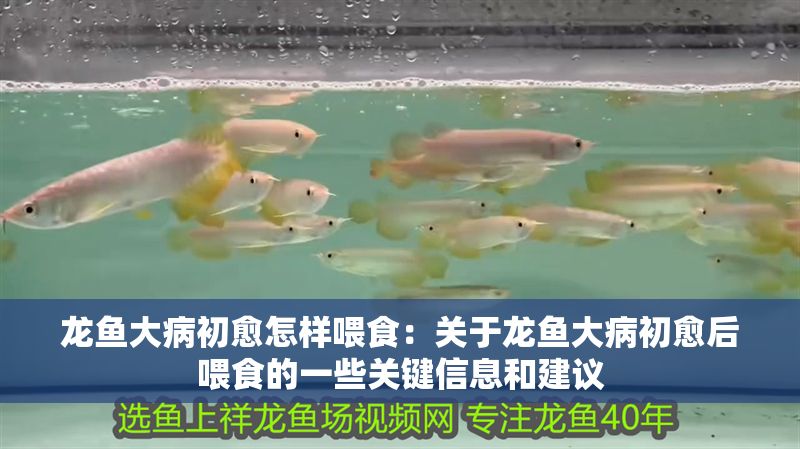 龍魚大病初愈怎樣喂食：關于龍魚大病初愈后喂食的一些關鍵信息和建議
