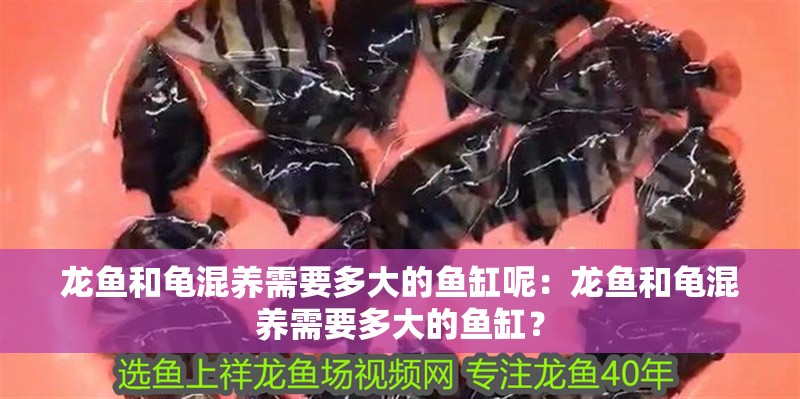 龍魚和龜混養需要多大的魚缸呢：龍魚和龜混養需要多大的魚缸？