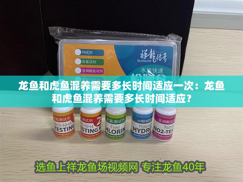 龍魚和虎魚混養需要多長時間適應一次：龍魚和虎魚混養需要多長時間適應？