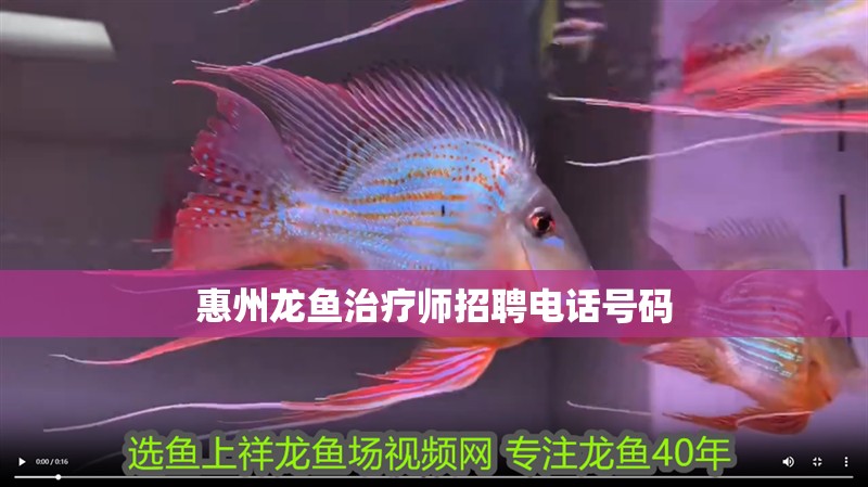 惠州龍魚治療師招聘電話號碼