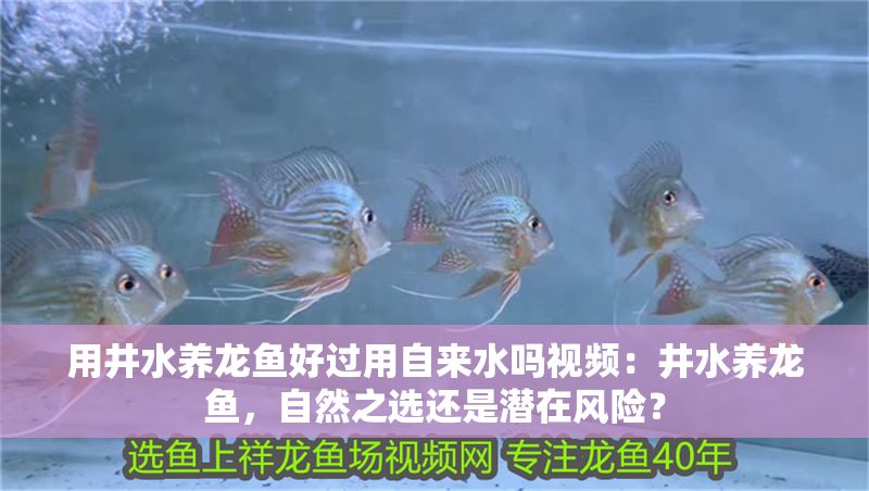用井水養龍魚好過用自來水嗎視頻：井水養龍魚，自然之選還是潛在風險？