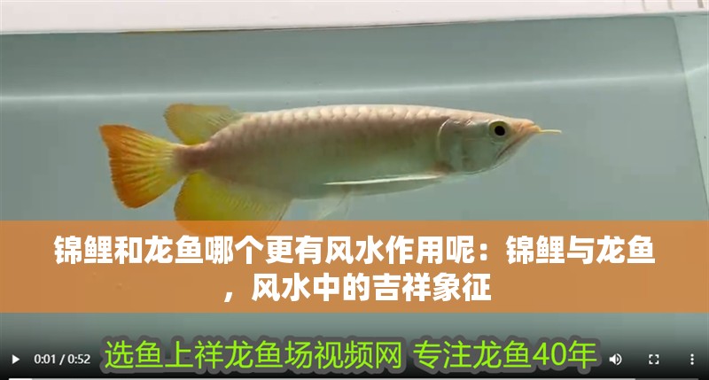 龍睛魚有哪些品種