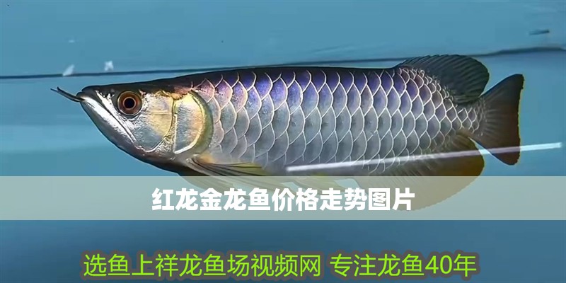 紅龍金龍魚價格走勢圖片
