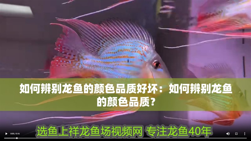 如何辨別龍魚的顏色品質好壞：如何辨別龍魚的顏色品質？
