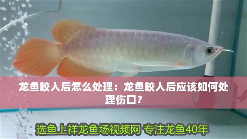 龍魚咬人后怎么處理：龍魚咬人后應(yīng)該如何處理傷口？