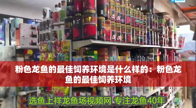 粉色龍魚的最佳飼養環境是什么樣的：粉色龍魚的最佳飼養環境