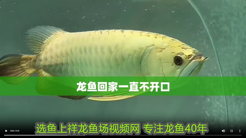 龍魚回家一直不開口