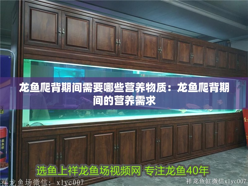 龍魚爬背期間需要哪些營養物質：龍魚爬背期間的營養需求