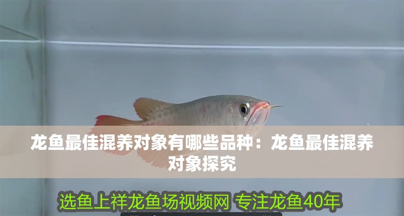 龍魚最佳混養對象有哪些品種：龍魚最佳混養對象探究