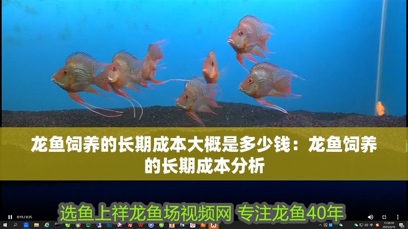 龍魚飼養(yǎng)的長期成本大概是多少錢：龍魚飼養(yǎng)的長期成本分析