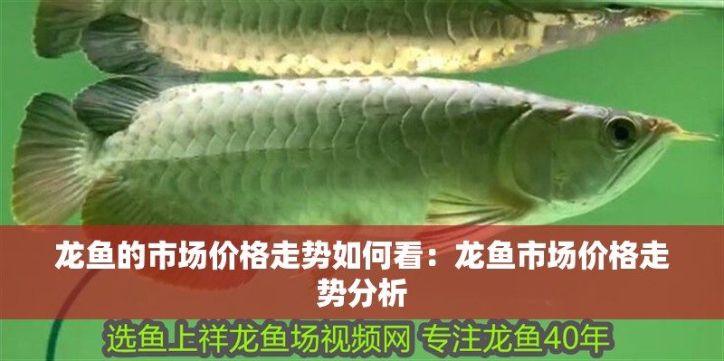 龍魚的市場價格走勢如何看：龍魚市場價格走勢分析