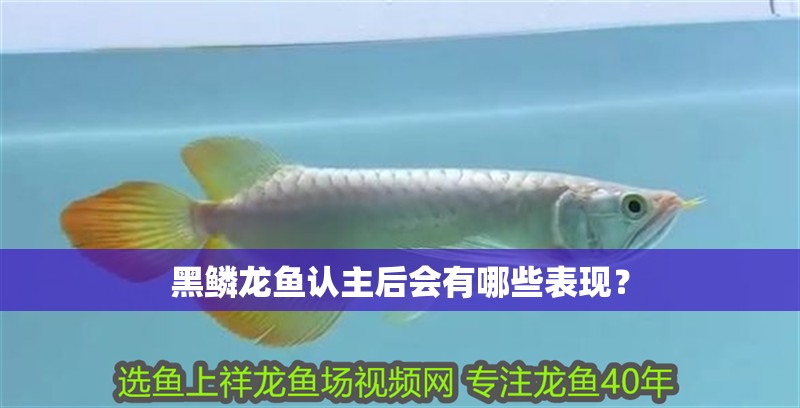 黑鱗龍魚認主后會有哪些表現？