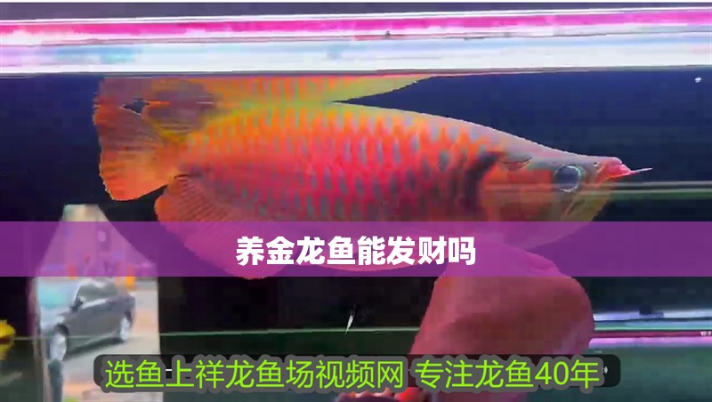 養金龍魚能發財嗎