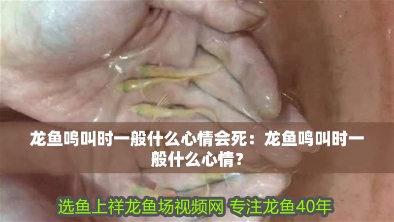 龍魚如何打撈出來：打撈龍魚需要細心和專業的準備和操作，只有做好準備和操作