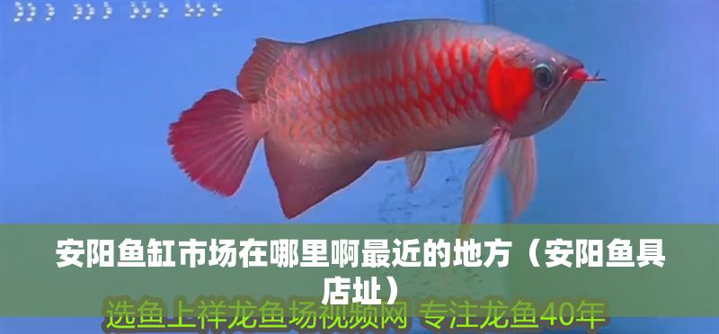 安陽魚缸市場在哪里啊最近的地方（安陽魚具店址） 安陽魚缸市場在哪里啊最近的地方（安陽魚具店址） 全國水族館企業名錄 第1張