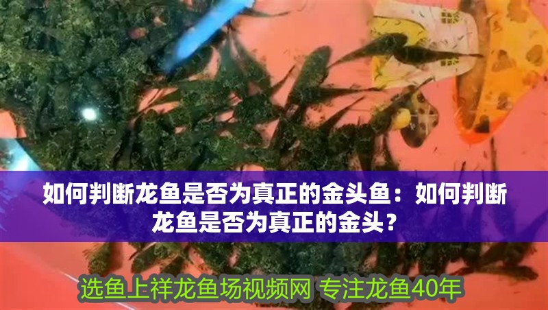 如何判斷龍魚是否為真正的金頭魚：如何判斷龍魚是否為真正的金頭？