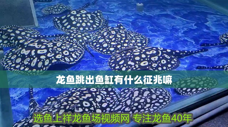 龍魚跳出魚缸有什么征兆嘛