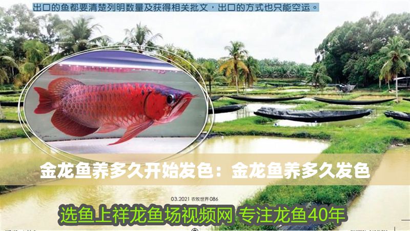 金龍魚養多久開始發色：金龍魚養多久發色