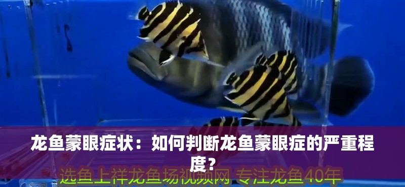 龍魚蒙眼癥狀：如何判斷龍魚蒙眼癥的嚴重程度？