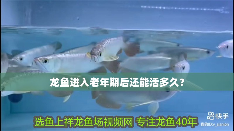 龍魚進(jìn)入老年期后還能活多久？