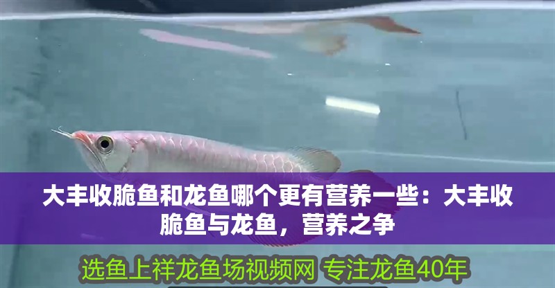 大豐收脆魚和龍魚哪個更有營養一些：大豐收脆魚與龍魚，營養之爭