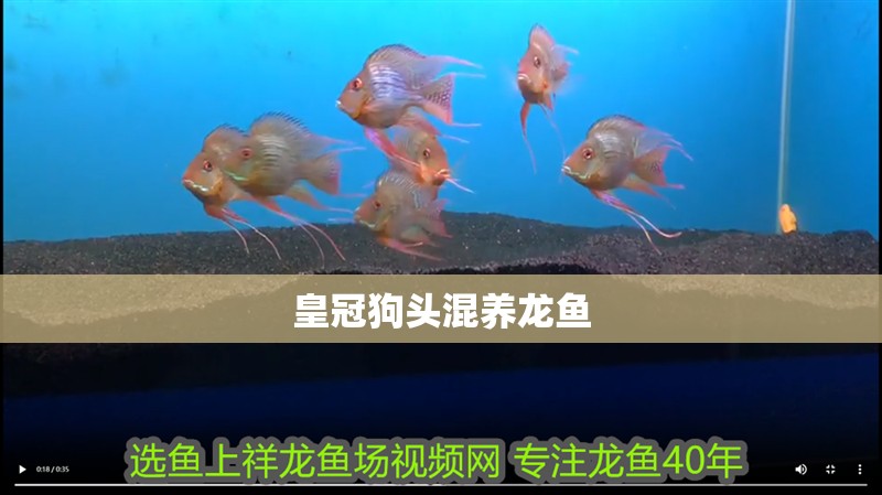 皇冠狗頭混養龍魚