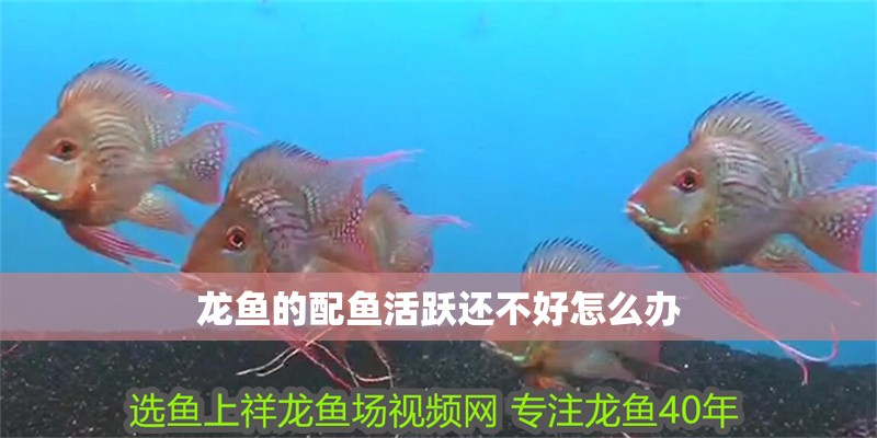 龍魚的配魚活躍還不好怎么辦