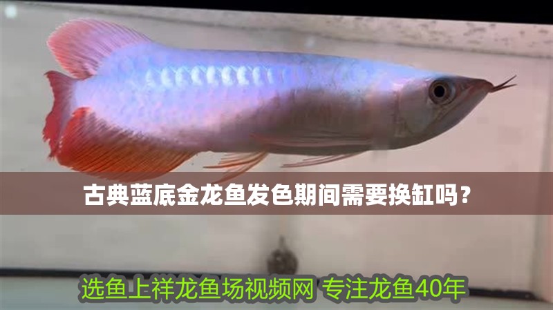 古典藍(lán)底金龍魚發(fā)色期間需要換缸嗎？