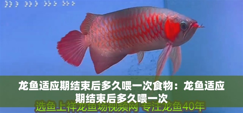 龍魚適應期結束后多久喂一次食物：龍魚適應期結束后多久喂一次
