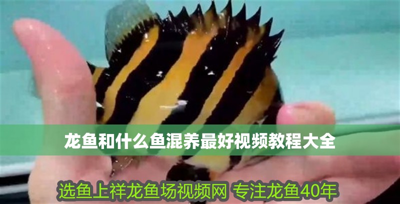 龍魚和什么魚混養最好視頻教程大全